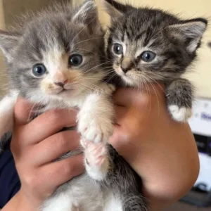 Mixed ragdoll kittens - Image 8