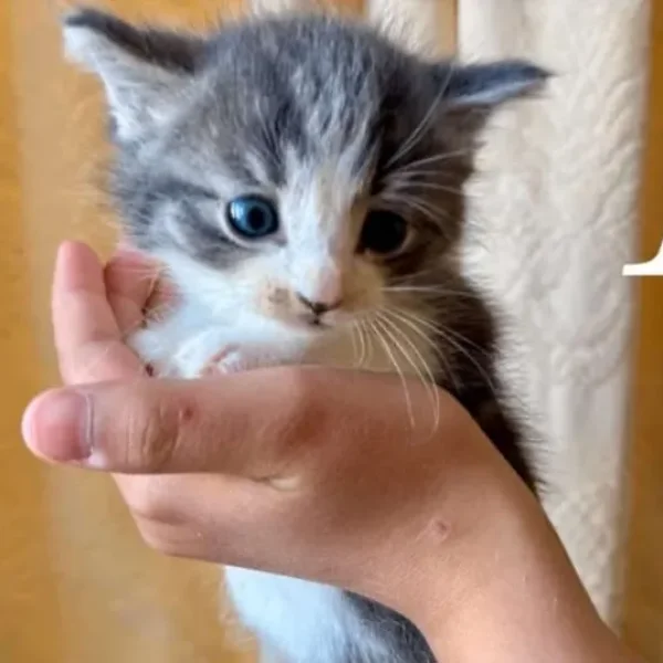 Mixed ragdoll kittens