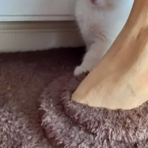 2 flame point boys left ragdolls - Image 2