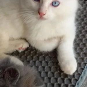 2 flame point boys left ragdolls - Image 3