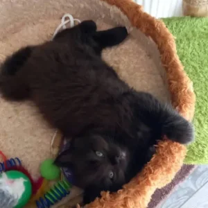 2 flame point boys left ragdolls - Image 4