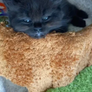 2 flame point boys left ragdolls - Image 5