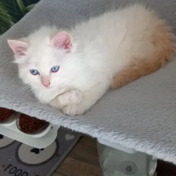 2 flame point boys left ragdolls