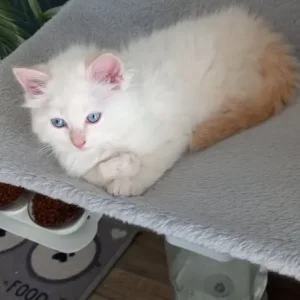 2 flame point boys left ragdolls