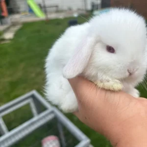 Mini lop babies - Image 2