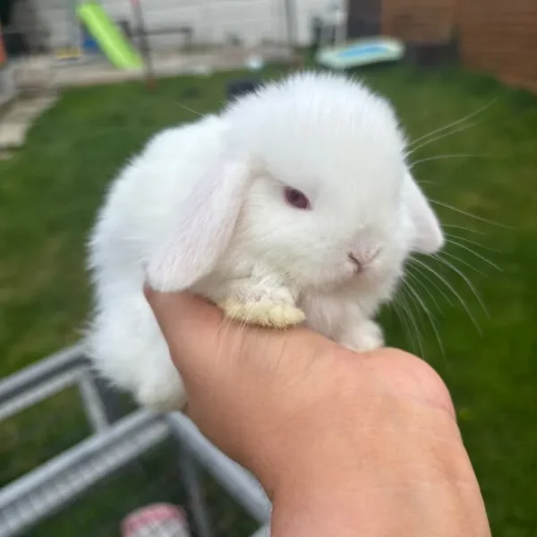 Mini lop babies