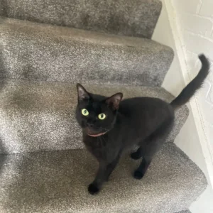 Three loving cats need rehoming - Image 2