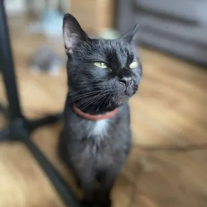 Three loving cats need rehoming - Image 3