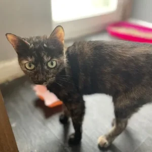 Three loving cats need rehoming