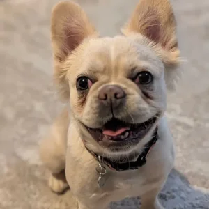 Fluffy french bull dog - Image 2