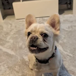 Fluffy french bull dog - Image 3