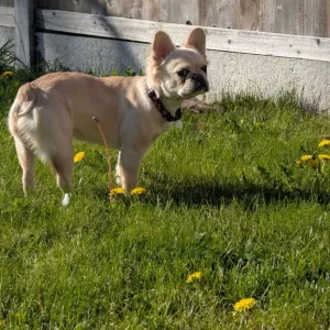 Fluffy french bull dog - Image 4