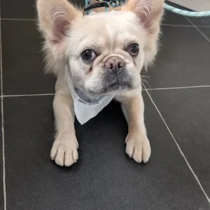 Fluffy french bull dog - Image 5