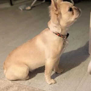 Fluffy french bull dog - Image 6