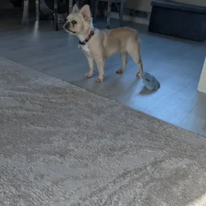 Fluffy french bull dog