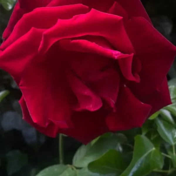 Warm Hands. Quiet Space. Deep Relief