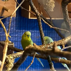 1 pair of budgies, searching for a new home - Image 2