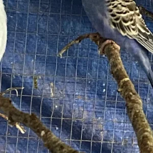1 pair of budgies, searching for a new home - Image 3