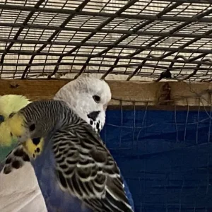 1 pair of budgies, searching for a new home - Image 4