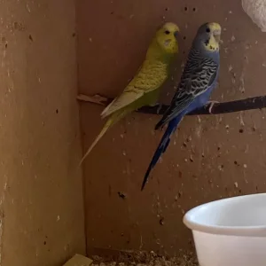 1 pair of budgies, searching for a new home - Image 5