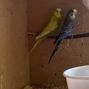 1 pair of budgies, searching for a new home - Image 6