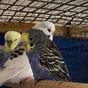 1 pair of budgies, searching for a new home