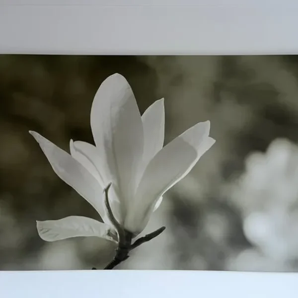 Large Canvas Wall Art 118x78cm £20