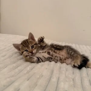 Girl Kittens - Image 2