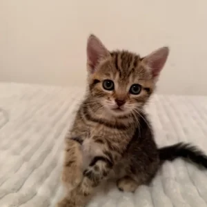 Girl Kittens - Image 3