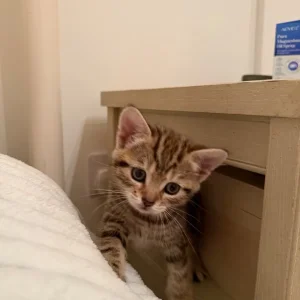 Girl Kittens - Image 4