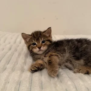 Girl Kittens - Image 5