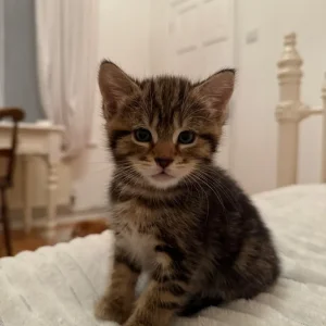 Girl Kittens - Image 6