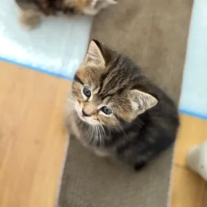 Girl Kittens - Image 7