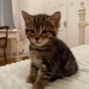 Girl Kittens