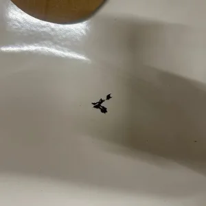 Kaldewei Ambiente Classic Duo Oval Bath 1700x750x430mm Alpinweiss – Small Scratch on Base - Image 4