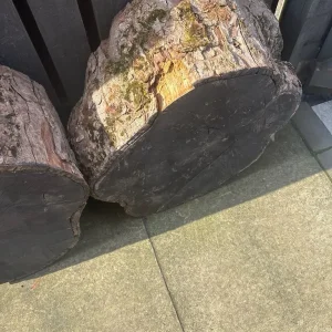 tree stumps - Image 2