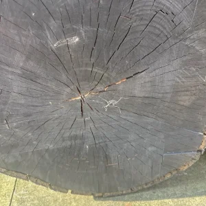 tree stumps - Image 3