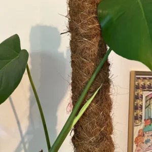 Monstera plant - Image 2