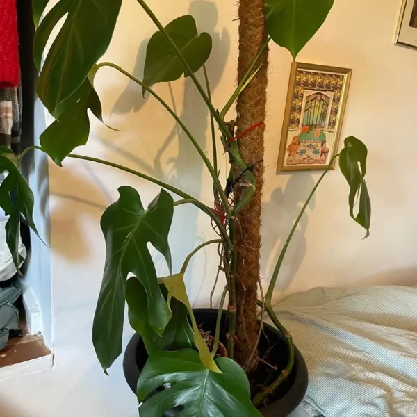 Monstera plant
