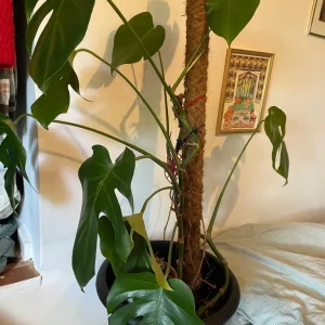 Monstera plant
