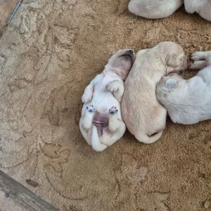 Beautiful golden retriever puppies - Image 2