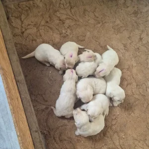 Beautiful golden retriever puppies - Image 3