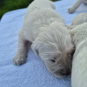Beautiful golden retriever puppies - Image 4