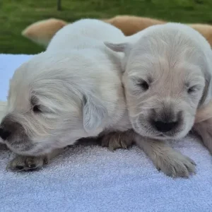 Beautiful golden retriever puppies - Image 5