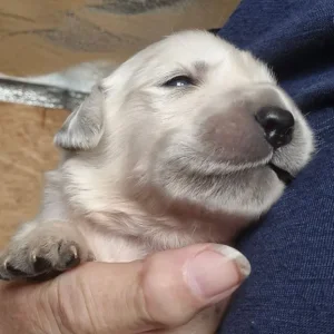 Beautiful golden retriever puppies - Image 6