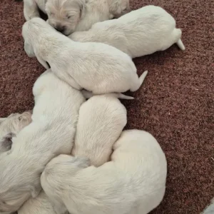 Beautiful golden retriever puppies - Image 7