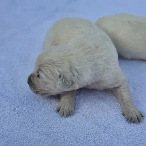 Beautiful golden retriever puppies - Image 8