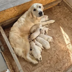 Beautiful golden retriever puppies
