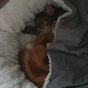 Two British Shorthair sisters in need of loving home - Image 2