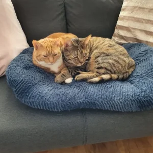 Two British Shorthair sisters in need of loving home - Image 3